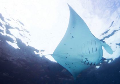 Manta ray magic, education and conservation in action with MMF
