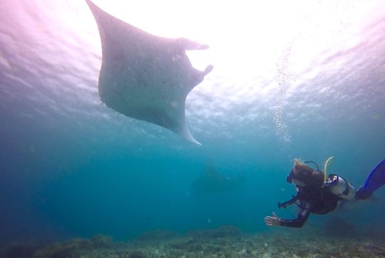 Fi manta ray expedition Komodo