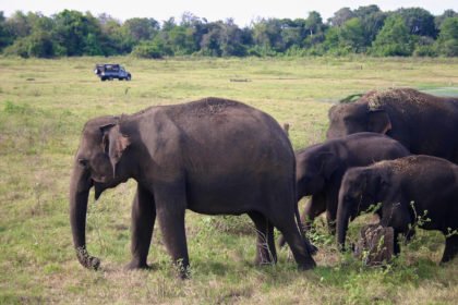 Elephants in their wildest homes, just as nature intended. Witness them responsbily - Sri Lanka