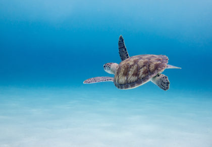 Green Sea Turtle, Sri Lanka