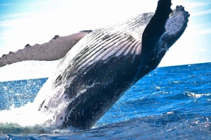 Magnificent whales - Tonga